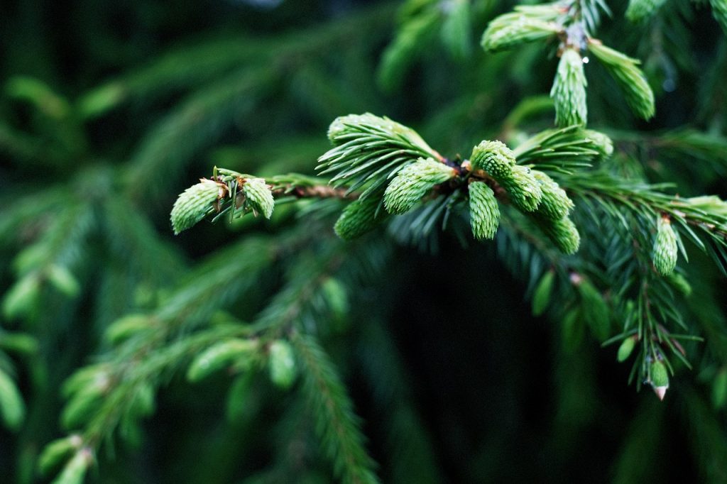 How Conifers Maintain Their Green Hue - Our Energy Journey